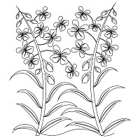 fireweed border 001